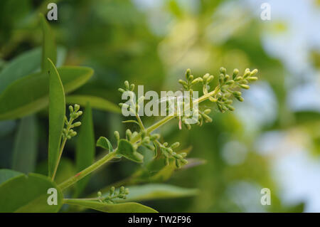 Nahaufnahme einer Liguster Blütenstand mit geschlossenen Blüten und Samen von einem Löwenzahn drin Stockfoto