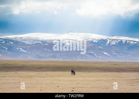 Ein Pferd frisst allein unter den Snowy Mountains auf dem Bayinbrook Prairie im frühen Frühjahr Stockfoto
