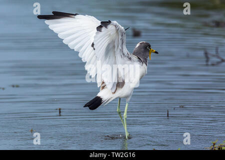 Weiße Leitung Kiebitz Flügel in den Krüger National Park, Südafrika; Specie Vanellus albiceps Familie von charadriidae Stockfoto