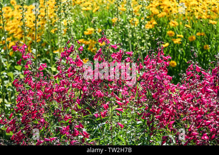 Rote Bartzunge Penstemon 'Granat' Blumenbett Gelb,Tickseed Coreopsis Penstemon 'Andenken an Friedrich Hahn' Gartenblumen Sommerblumenpflanzen Stockfoto