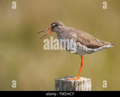 Rotschenkel (Tringa totanus) auf hölzernen Pfosten, North Uist, Äußere Hebriden, Schottland Stockfoto