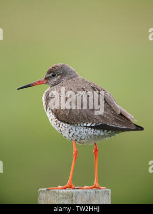 Rotschenkel (Tringa totanus) auf hölzernen Pfosten, North Uist, Äußere Hebriden, Schottland Stockfoto