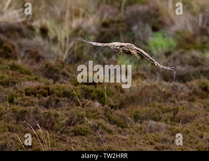 Weibliche Kornweihe (Circus cyaneus) Rückkehr zum Nest mit Nistmaterial, North Uist, Äußere Hebriden, Schottland Stockfoto