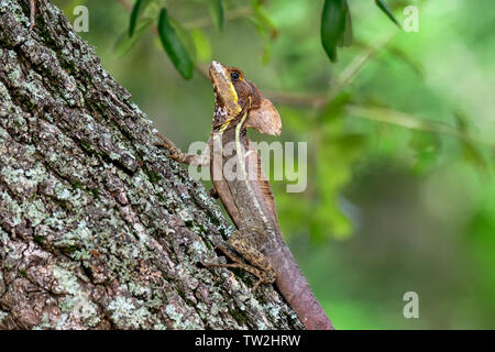 Braun Basilisk alias Jesus Christus Eidechse Stockfoto