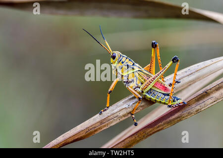 Schönen Östlichen lubber Heuschrecke ist bereit, die von der Szene zu entgehen. Stockfoto