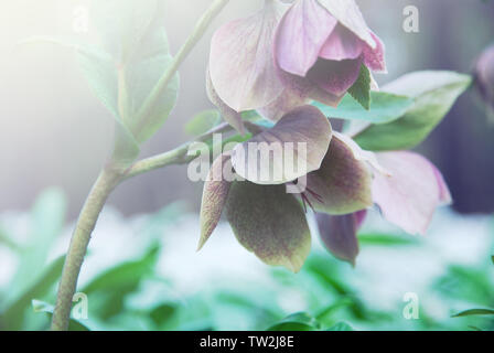 Seltene zarte Wald Primeln, wilde Anemonen blühen, schönen wind Blumen Stockfoto