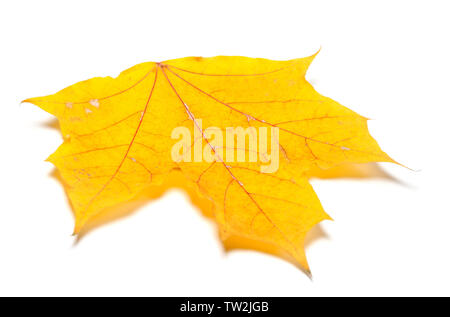 Gelb Herbst maple leaf. Auf weissem Hintergrund. Nahaufnahme. Stockfoto