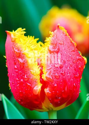 Awesome Detail der rot gelb Tulpe Blume mit Regen fällt auf Blütenblätter. Verschwommen grünen Hintergrund. Typische Blumen für die Niederlande. Makro Blumen, Makro Natur. Meisterwerke der Natur. Stockfoto