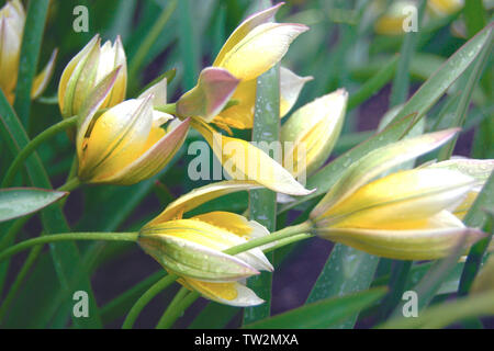 Kleine zarte gelbe Blumen gebeugt unter Regentropfen Stockfoto