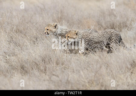 Cheetah cub Geschwister (Acinonyx jubatus) Gemeinsam wandern im hohen Gras, Ndutu, Tansania Stockfoto