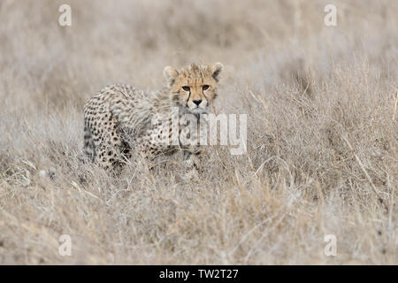 Cheetah Cub (Acinonyx jubatus) Wandern im hohen Gras, Ndutu, Tansania Stockfoto