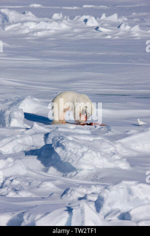 Eisbär mit ringelrobbe es gerade gefangen hat, russische Arktis. Ringelrobben sind beliebte der Eisbär Beute. Stockfoto