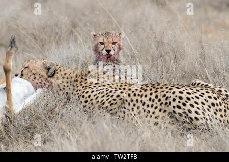 Gepard (Acinonyx jubatus) Cub mit blutigen Gesicht Fütterung mit Mutter, Ndutu, Tansania Stockfoto