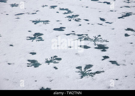 Luftaufnahme von Dichtung Löcher im Eis, mit Schmelzwasser, die Muster auf der Oberfläche des Schnees, russische Arktis. Stockfoto