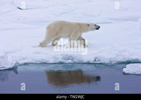 Männliche Eisbären in der russischen Arktis, Wandern entlang der Eiskante, in Wasser Stockfoto