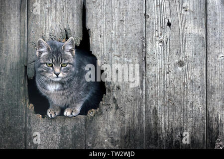 Kleine gestreifte Katze auf einem Bauernhof im Freien Stockfoto