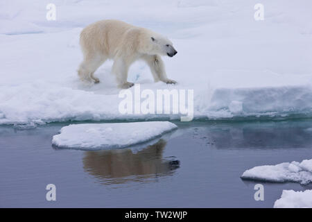 Männliche Eisbären in der russischen Arktis, Wandern entlang der Eiskante, in Wasser Stockfoto