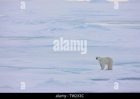 Eisbär auf Eis, Franz Josef Land, russische Arktis. Stockfoto