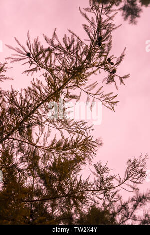 Outdoor silhouetted Pine needle Stammzellen Zweig Laub mit Sky-Textur im Hintergrund. Rosa Farbton hinter Pine Tree außerhalb - Abend Nacht Zeit, oder morn Stockfoto