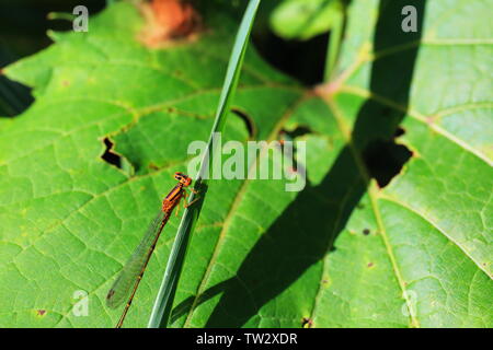 Orange Damselfly ruht auf einem Grashalm mit weinrebe Blatt im Hintergrund Stockfoto