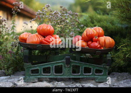 Stapel der Roten saftigen Italienische reife Tomaten auf dem alten scalepan unter Grün oregano Kraut. Stockfoto