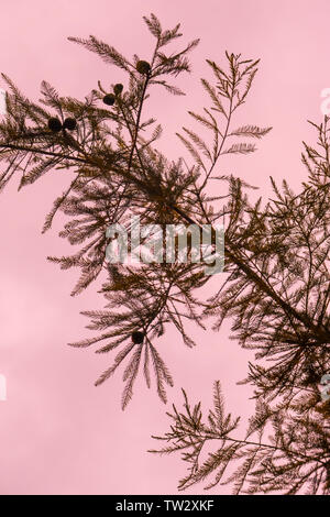 Outdoor silhouetted Pine needle Stammzellen Zweig Laub mit Sky-Textur im Hintergrund. Rosa Farbton hinter Pine Tree außerhalb - Abend Nacht Zeit, oder morn Stockfoto