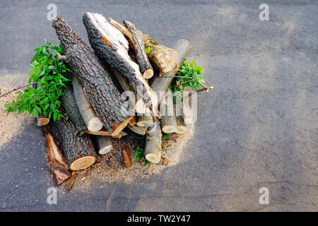 Frisch geschnittene Holz- Protokolle mit Blätter sind auf der asphaltierten Straße gestapelt. Die Beschneidung und die kranken Bäume in den städtischen Parks. Stockfoto