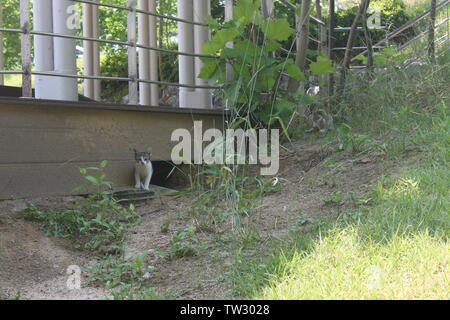 Neugierig Baby Katze und vorsichtig Mutter Katze Stockfoto