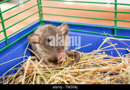 Nette lustige Ratte in Käfig zu Hause Stockfoto