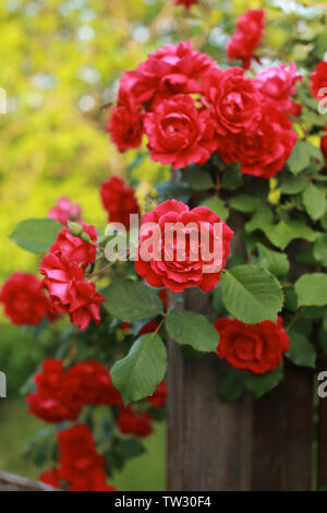 Schöne rote Rose Bush reichlich blühen im Sommer Garten in Contryside. Stockfoto