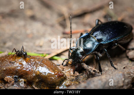 Eine violette Masse Käfer (Carabus violaceus) Essen eine Schnecke Stockfoto