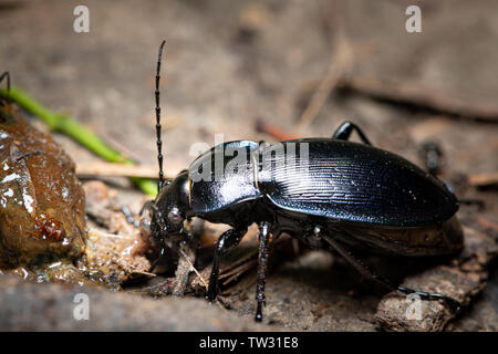 Eine violette Masse Käfer essen eine Schnecke Stockfoto