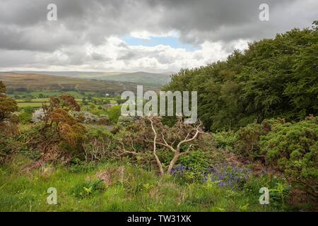 Landschaft bei Brentnor in der Nähe von Dartmoor, Devon, England. Stockfoto