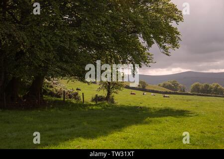 Landschaft bei Brentnor in der Nähe von Dartmoor, Devon, England. Stockfoto