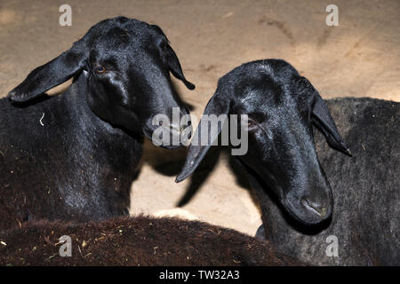 Hausschafe (Ovis Aries) Stockfoto