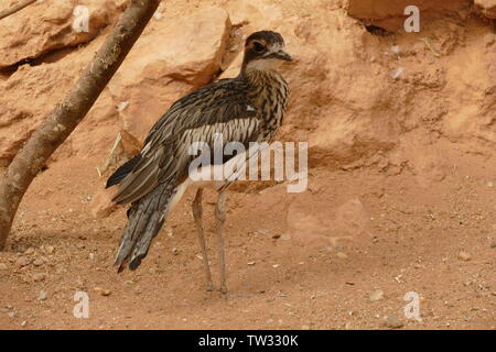 Bush Thick-knee Stockfoto