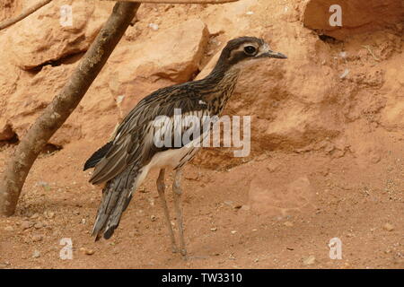 Bush Thick-knee Stockfoto