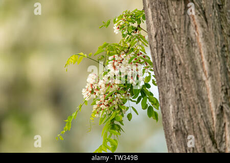 Nahaufnahme von weißen Blüten der Robinie und Rüssel im Frühling Stockfoto