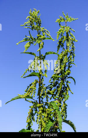 Zwei Urtica dioica Brennnessel gegen blauen Himmel Urtica dioica Weibchen Stockfoto