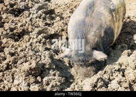 Suche nach Tag: sperma melken Suche nach Tag: sperma melken