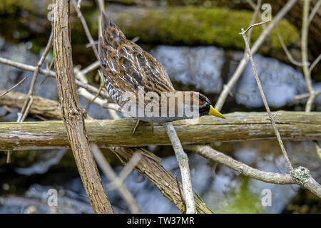 Sora oder porzana Carolina in nassen sumpfigen Lebensraum. Stockfoto