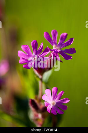 Rad campin Blumen (Silene dioica) Stockfoto