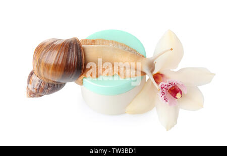 Giant snail Achatina und kosmetische Produkt auf weißem Hintergrund Stockfoto