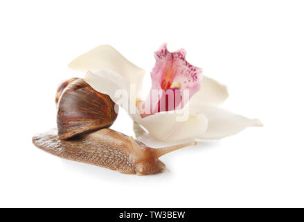 Giant snail Achatina und Blumen auf weißem Hintergrund Stockfoto