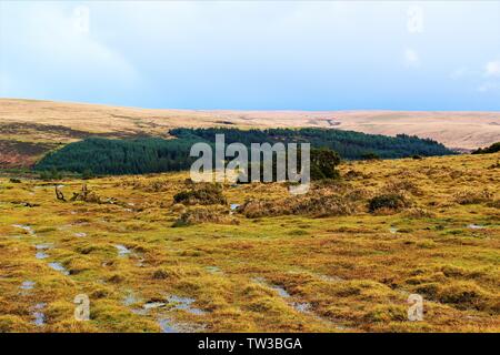 Nassen und wilden Dartmoor im Winter, zwischen den Städten Dousland und Princetown, Devon. Stockfoto