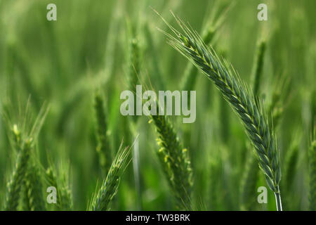 Grünen Ähren im späten Frühjahr Zeit Stockfoto