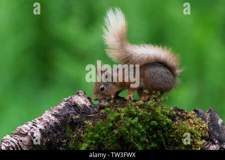 Red Squirrel-Sciurus vulgaris Feeds auf Haselnuss. Stockfoto