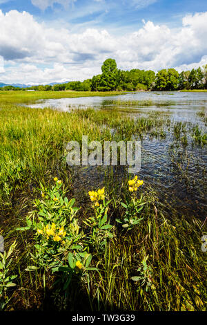 Thermopsis rhombifolia; Goldene Banner; Fabaceae; Erbse Familie; Wildblumen in voller Blüte; wachsende in überschwemmten Ranch Weide; South Arkansas River; Vandaveer R Stockfoto