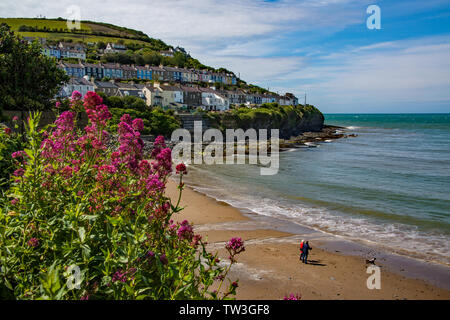 Spaziergang mit dem Hund auf New Quay entfernt. West Wales. Großbritannien Stockfoto