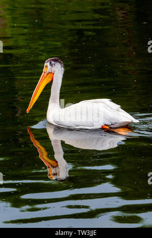 American White Pelican schwimmen in Sand Lake State Wildlife Bereich; Salida, Colorado, USA Stockfoto